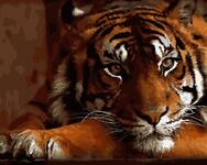 Картина по номерам Красивый тигр, арт. GX27291